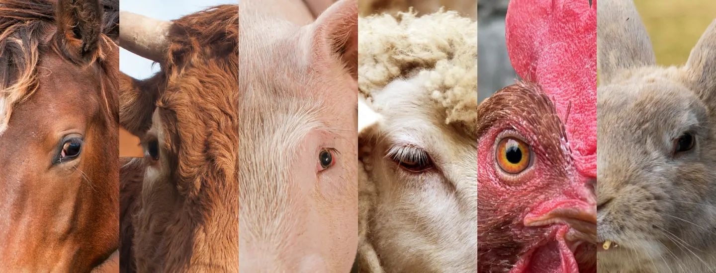 Serena: intermediazione e commercio carni Serena: intermediazione e commercio carni