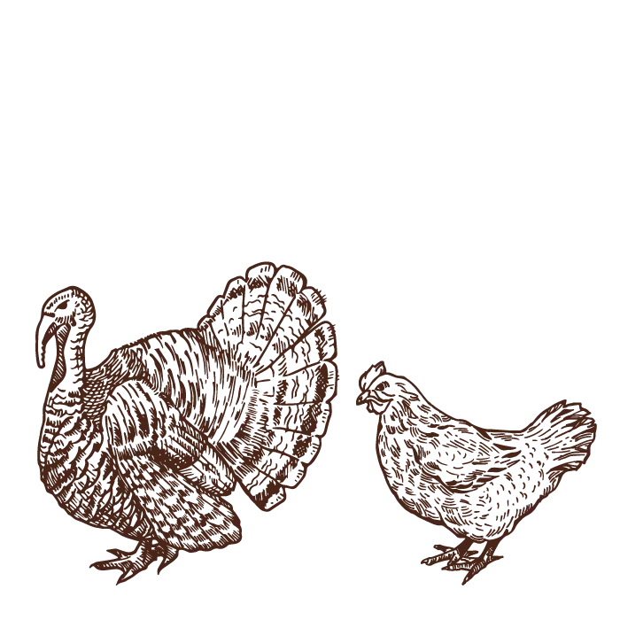 carne avicola carne avicola