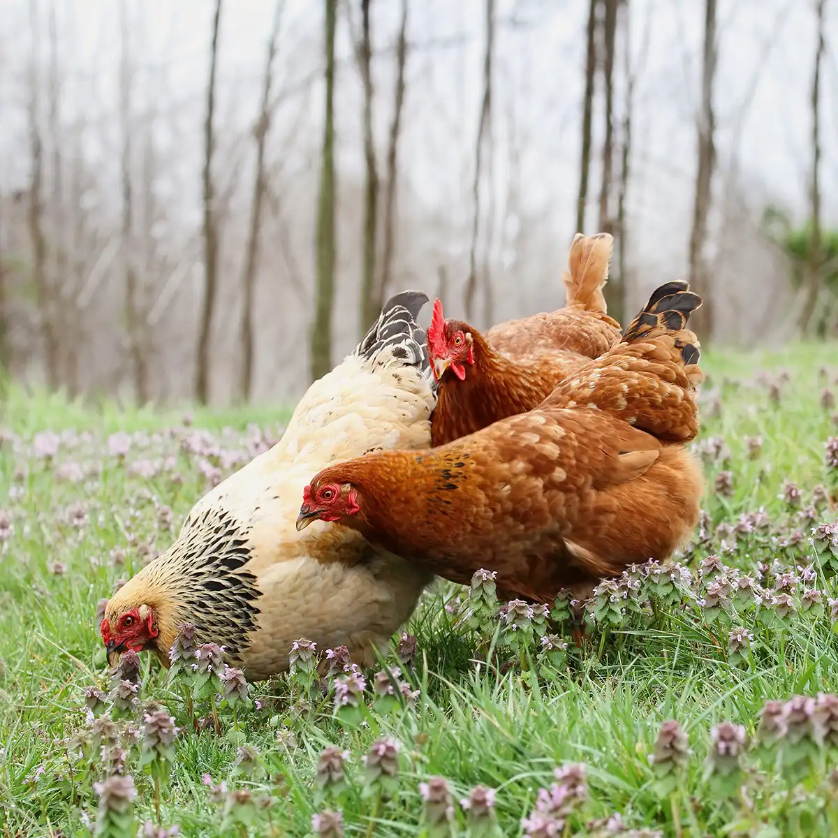 serena-carni-avicolo-pascolo-01