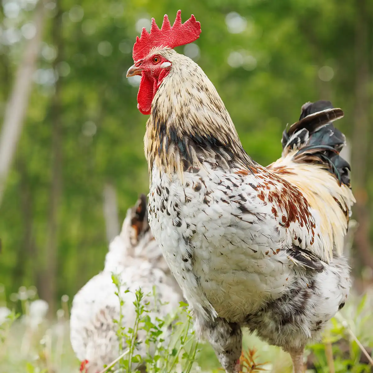 serena-carni-avicolo-pascolo-02