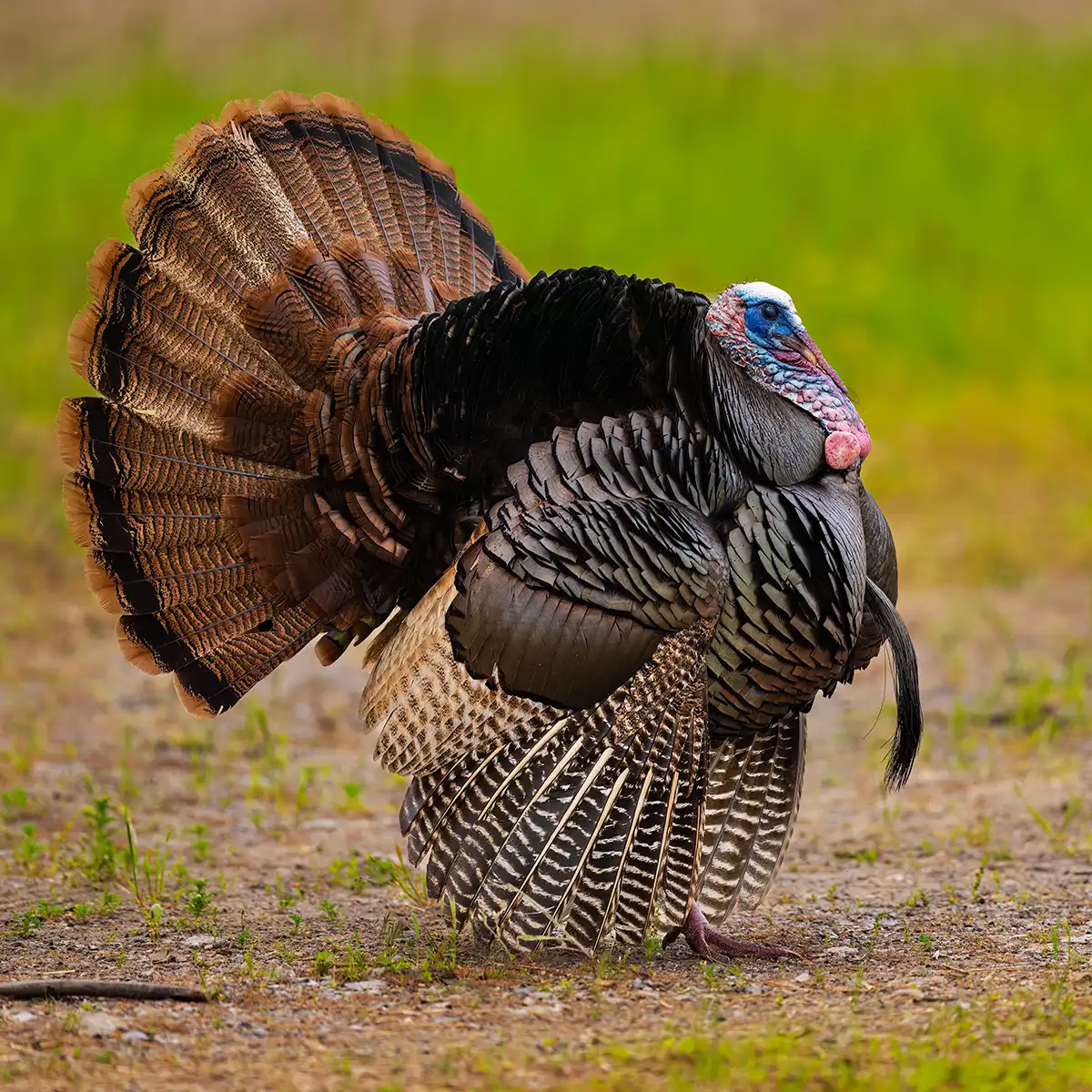 serena-carni-avicolo-pascolo-03