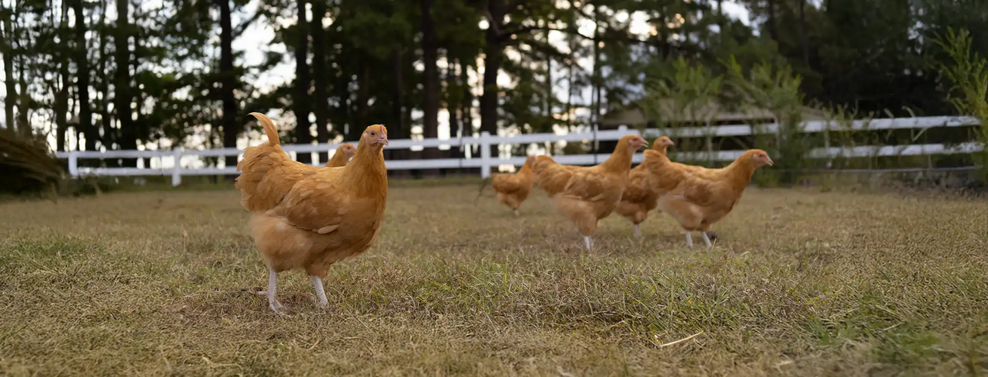 serena-carni-avicolo-pascolo