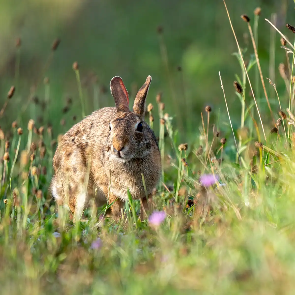 serena-carni-caniglio-pascolo-01