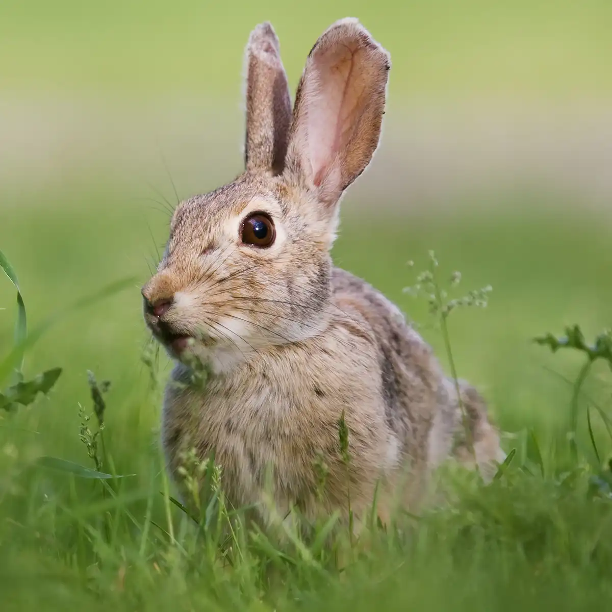 serena-carni-caniglio-pascolo-02