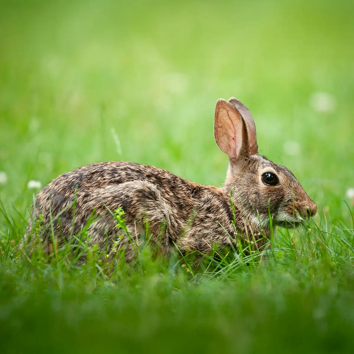 serena-carni-caniglio-pascolo-03