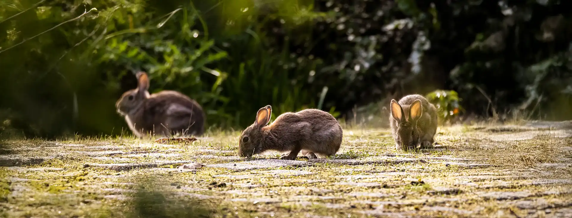 serena-carni-caniglio-pascolo