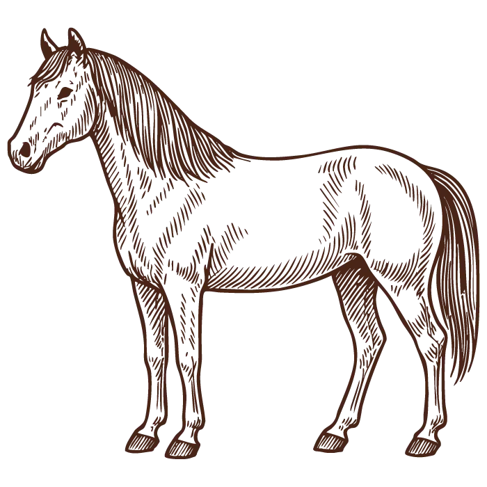 carne equina carne equina