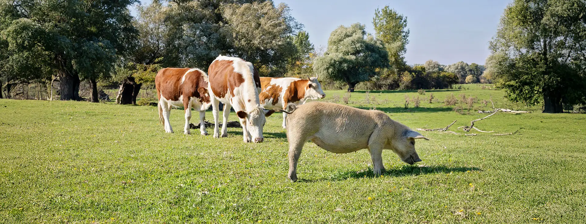 serena: commercio carni internazionale serena: commercio carni internazionale