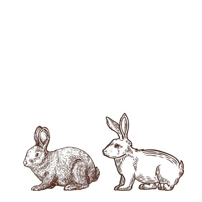 carne di coniglio carne di coniglio