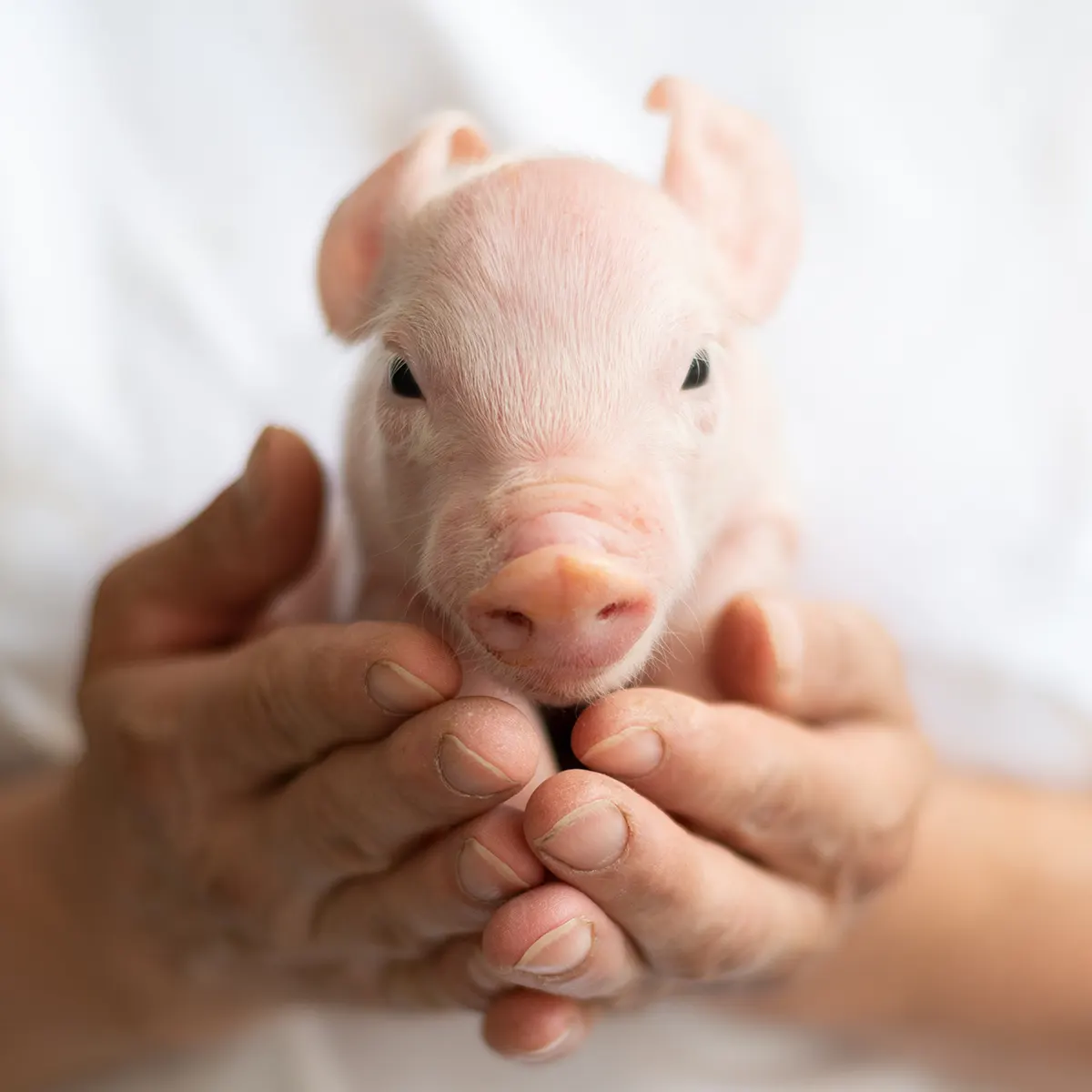 serena-carni-futuro-carne