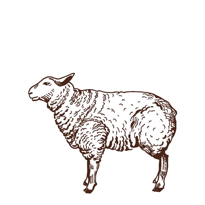 carne ovina carne ovina